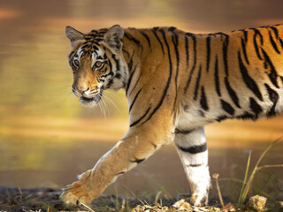 Bengal tiger is a Panthera tigris tigris population native to the Indian subcontinent.