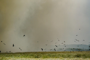 controlled Bushfire in Kakadu National Park, with diffrent birds, Northern Territory, Australia