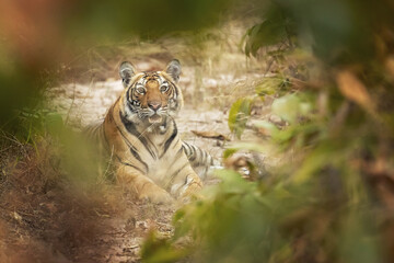 Bengal tiger is a Panthera tigris tigris population native to the Indian subcontinent.
