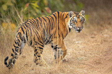 Bengal tiger is a Panthera tigris tigris population native to the Indian subcontinent.