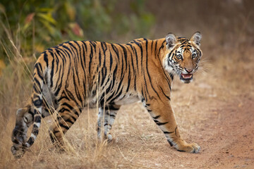 Obraz premium Bengal tiger is a Panthera tigris tigris population native to the Indian subcontinent.