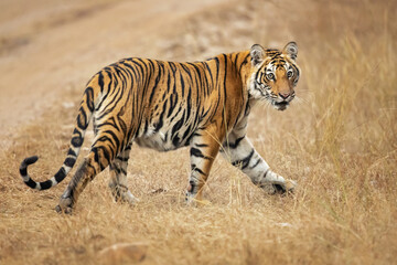 Bengal tiger is a Panthera tigris tigris population native to the Indian subcontinent.