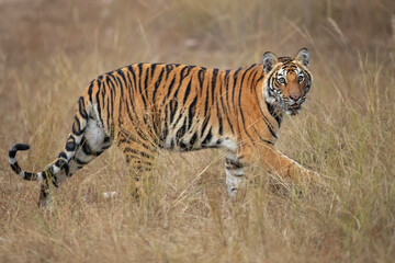 Fototapeta na wymiar Bengal tiger is a Panthera tigris tigris population native to the Indian subcontinent.