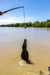 Obraz na płótnie Canvas Jumping saltwater crocodile in Kakadu National Park in Australia's Northern Territory.