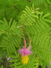 fern leaves on white background
