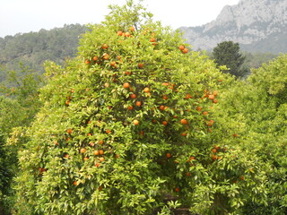 tree in bloom