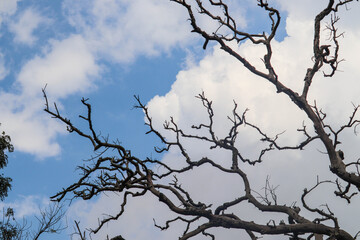 Fototapeta na wymiar Bare tree Branches No Leaves With Blue Sky in Background Landscape