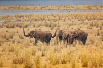 Obraz premium Indian elephant (Elephas maximus indicus) is one of three extant recognised subspecies of the Asian elephant and native to mainland Asia