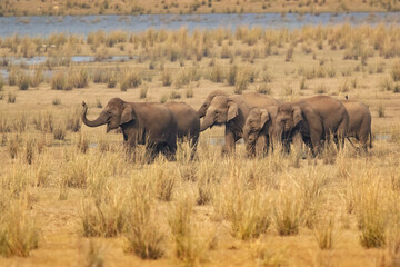 Obraz premium Indian elephant (Elephas maximus indicus) is one of three extant recognised subspecies of the Asian elephant and native to mainland Asia