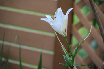 LA hybrid lilies