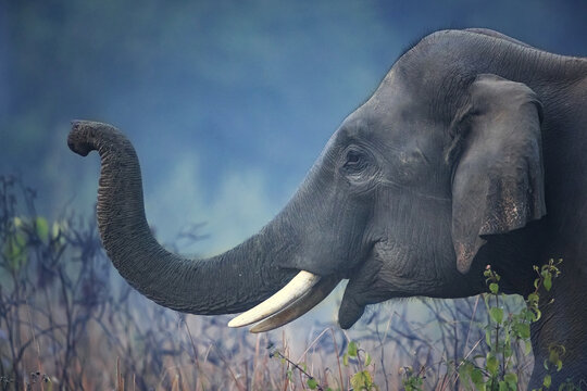 Indian elephant (Elephas maximus indicus) is one of three extant recognised subspecies of the Asian elephant and native to mainland Asia