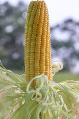 Close up of Single Fresh Raw Golden Baby Corns peeled in style for Roasting and Barbeque