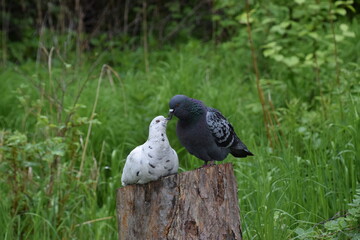 Love is ... two pigeons on a tree stump
