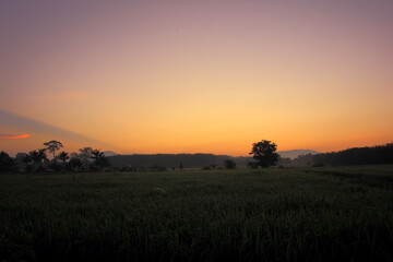 Fototapeta na wymiar Rice green field and paddy rice for natural background.on the sunset.