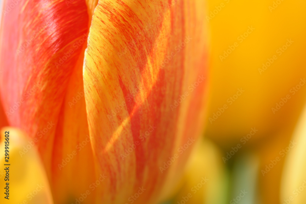 Wall mural details of a tulip blooming in yellow and red