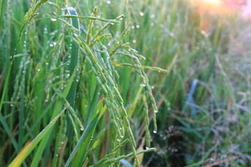 Rice green field and paddy rice for natural background.on the sunset.