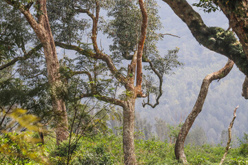 Scenic Tree with White and Brown Stem and Branches Inclined