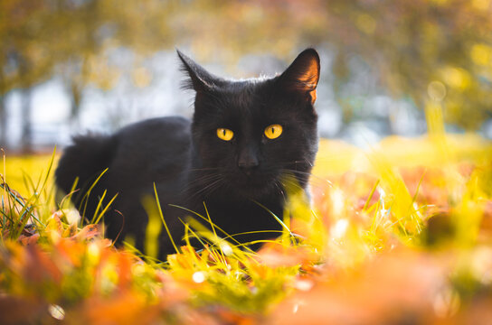 Portrait of surprised black cat is sitting in the yellow grass.