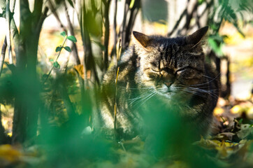 The pacified tabby cat in hide in the thicket