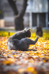 Gray cat washes in profile on a yellow autumn background