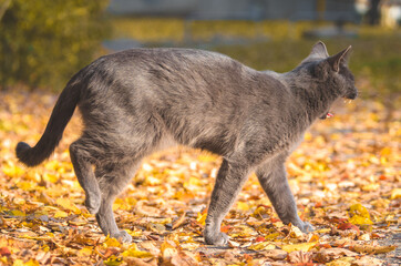 A gray cat yawns on the go full length photo, the cat is standing on the leaves