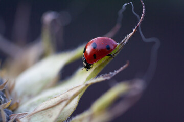 Macro of ladybug on a blade of sunflower n the morning sun