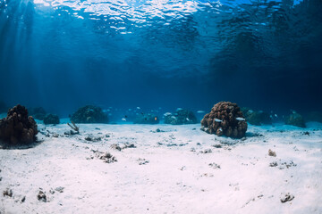 Underwater view with sand and corals in Hawaii