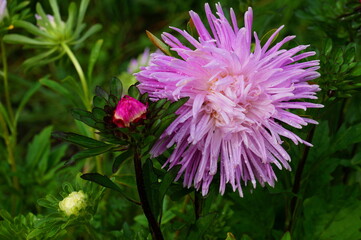 Flower Aster bright pink. Narrow petals with drops of rain. Next to the flower is an unopened Aster Bud. The background is green.