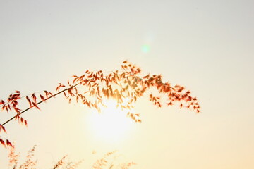 selective focus grass flower sunrise for background in the morning.on the sunset.