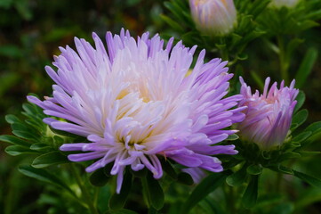 Very beautiful Aster with a large number of narrow petals passing from a delicate lilac color to white. Near unopened Bud. The background is green.