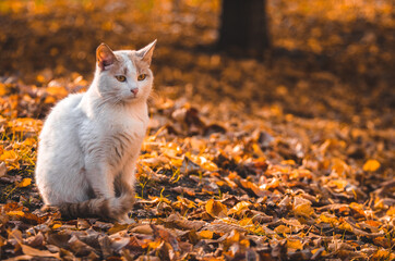 Black cat in sunset orange light sits like a figurine on edge of frame
