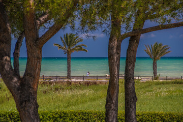 Fototapeta premium Palme e mare