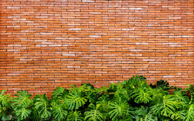 Red brick wall with green tropical leaves texture background
