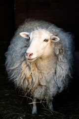 Artistic portrait of white sheep