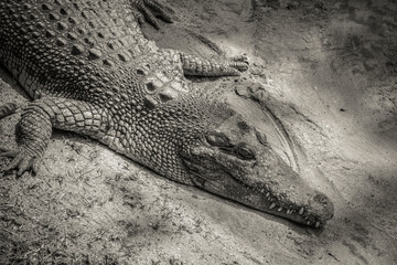 A large swamp crocodile resting on the sand under the small tree