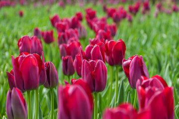 Obraz premium Fuchsia Tulips Growing in Amsterdam