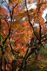 曽木公園の紅葉