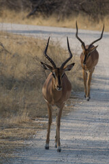 Impala