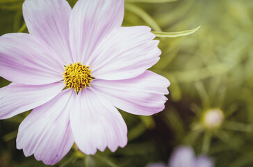 Obraz premium Field of cosmos flower
