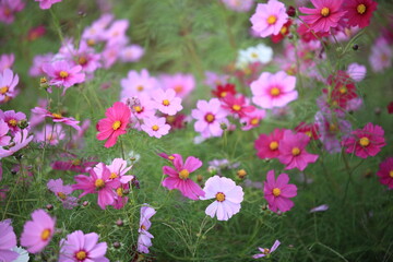 日本に咲いているコスモス