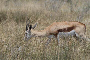 gazelle