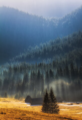 Morning in Tatra Mountains Crocus Valley in Polanc Chocholowska in mist fog mood