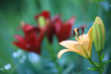 Naklejka premium The yellow-red daylily (Hemerocallis fulva)
