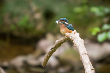 Common Kingfisher bird female (acedo atthis) perched on a branch with a fish in beak.