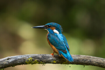 Common kingfisher bird (Alcedo atthis) perched on a branch.