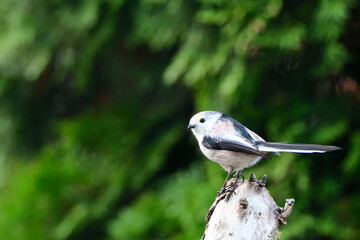 Schwanzmeise bei der Futtersuche