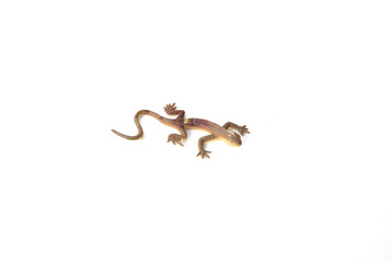 Plastic toy lizard on white background.