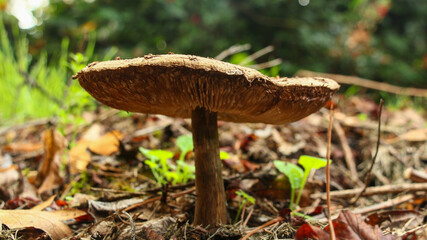 Mushroom