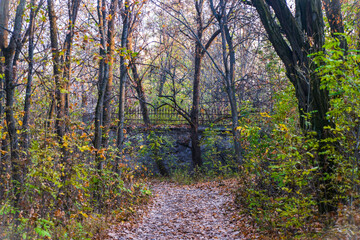 autumn in the forest