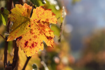 Weinlaub an einem nebligen Morgen im Herbst